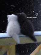 برای دوام یه رابطه،مرد باید عاشق تر باشه چون برای مرد حسی ک