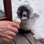 تماشای جوجه پنگوئن بامزه در حال غذا خوردن در برف