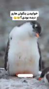 خوابیدن جالب پنگوئن کیوت ناز زیبا🐧