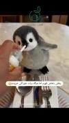 پنگوئن بامزه: وقتی با خوراکی آشتی می‌کنیم!