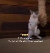 واکنش خنده دار گربه به صدای عجیب!
