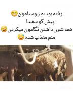 طـــنــــز عـــــلــــی. . 