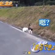 صحبت بامزه یونگی و جونکوک: گربه و خرگوش پشمالو