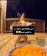 رقص بامزه سنجاب شبیه جیهوپ بی‌تی‌اس! ویدیوی خنده‌دار حیوانات