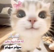 لحظات بامزه و طنز از نامجون (بی تی اس) و گربه کیوت