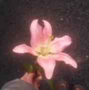 گل لیلی صورتی و موسیقی عاشقانه برای آرامش روح