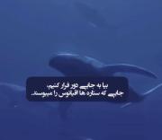 دنیای زیر آب: جایی که ستاره‌ها اقیانوس را می‌بوسند