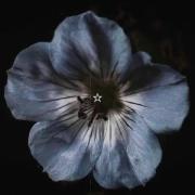 جلوه‌های بصری زیبا و آرامش‌بخش از گل‌ها