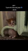 وقتی می‌گویی ناراحت نیستی ولی دلت گرفته... (بچه گربه احساسی)