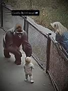 مهربانی گوریل با کودک: صحنه‌ای تأثیرگذار از طبیعت