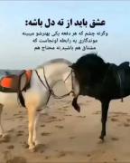 عشق واقعی و اسب‌های زیبا در ساحل