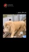 دوبله طنز و خنده دار از شوخی خطرناک با شیر