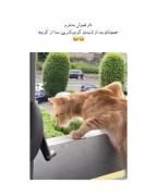 گربه بازیگوش: یه کلیپ طنز از یه گربه شیطون