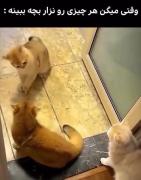 حالا ما هی بگیم گوشی ندین دسته بچه😂