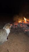 گربه و تنهایی در کنار آتش شبانه