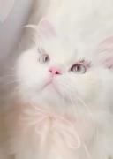 وقتی یک گربه بامزه مژه مصنوعی می‌گذارد!