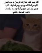 گربه‌ای که از درون‌گرایی نمی‌تواند تعارف اول غذا را بپذیرد!