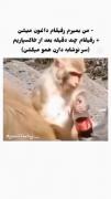 میم طنز رفاقت: دعوای میمون‌ها بر سر نوشابه بعد از خاکسپاری!