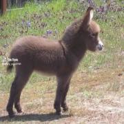 نوزاد الاغ‌های دوست‌داشتنی: دنیای پر از شیرینی و بازیگوشی