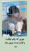 تلاش بامزه دختر بچه برای رفتن پیش گربه‌ها