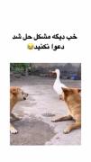 کلیپ خنده دار: وقتی اردک باهوش دعوای سگ‌ها را تمام می‌کند!