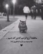 آرزوهای کودکی و واقعیت تلخ بزرگسالی با گربه تنها