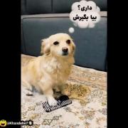 سگ بازیگوش و بامزه که گوشی موبایل را قایم می‌کند!