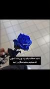 گل رز آبی: آرزوی یک هدیه عاشقانه و خاص