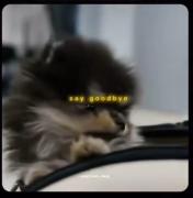 لحظات شیرین و بازیگوشانه با یونتان، سگ دوست‌داشتنی