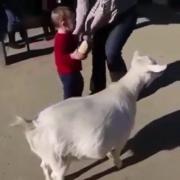 بچه کوچولو در حال شانه زدن بز - خیلی بامزه!