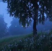 آرامش در طبیعت مه‌آلود: منظره‌ای دلنشین با موسیقی ملایم