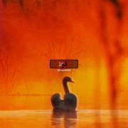 قوها🦢 ♡☆♡☆♡▪︎..................